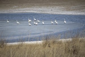  В нацпарке у Байкала установят дежурство возле солёных озёр для охраны перелётных птиц