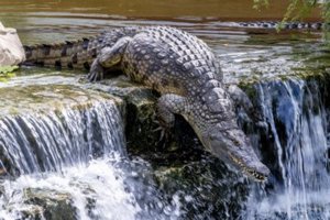 В Дубае открылся первый в ОАЭ парк крокодилов