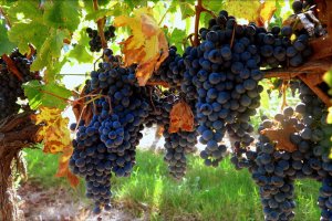 В Анапе появится винодельня, производящая 500 000 бутылок вина в год