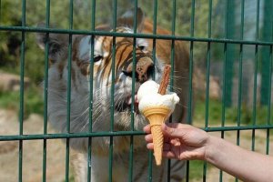 В зоопарке Софии животных начали кормить мороженым, чтобы помочь им пережить жару
