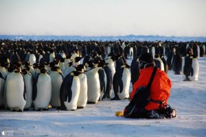 В Антарктиде начался туристический сезон