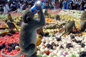 В Таиланде орудуют обезьяньи банды