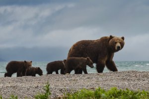 Медведи начали выходить из берлог в лесах на берегу Байкала