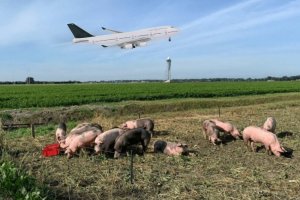 Аэропорт Амстердама нанял на работу свиней