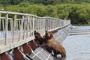 Установлены весы для медведей в Южно-Камчатском заказнике