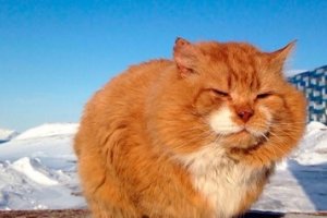 Умер ставший легендой Шпицбергена кот Кеша