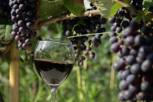 На Кубани создали национальный винный маршрут