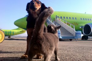 S7 Airlines увеличит число разрешённых к перевозке в салоне животных