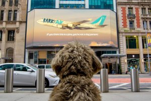 В США создали первую в мире авиакомпанию для собак