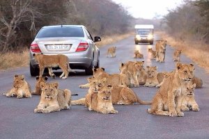 ЮАР ограничит разведение львов для охоты и развлечения туристов