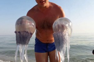 Лечение туриста после укуса медузы влетело страховщику в копеечку