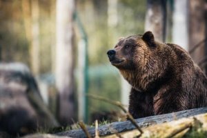 В Алтайском крае закрыли часть туристических маршрутов из-за медведей