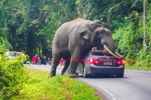 В Таиланде началось самое настоящее нашествие слонов
