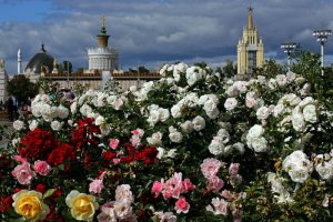 На ВДНХ в Москве воссоздали исторический розарий