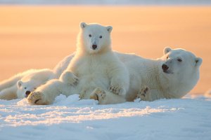 В Норвегии ищут нового владельца для бара, куда заходят белые медведи