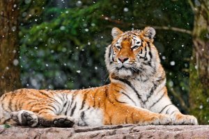 В Приморье рассказали, сколько в России тигров и как их различать