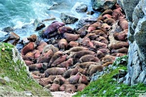 Материковое лежбище моржей на Ямале получит статус особо охраняемой территории