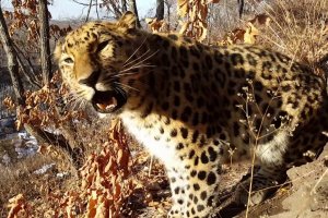 Сафари-парк в китайском Ханчжоу скрыл побег леопардов