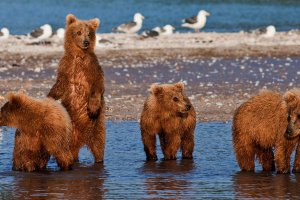 Как вести себя при встрече с медведем на Камчатке