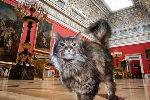 Профсоюз музейных котов появится в России
