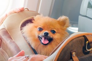 «Аэрофлот» разрешил пассажирам перевозить животных в соседнем кресле
