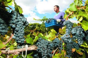 Собирай крымский виноград и отдыхай
