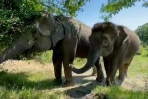 В Сочи открыли первый в стране парк для отдыха слонов