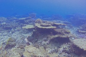 Всего за 25 лет Большой Барьерный риф остался без половины своих кораллов