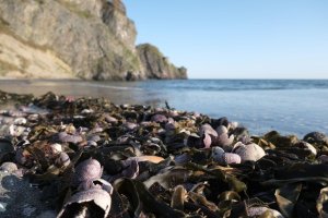 На популярном пляже Камчатки кладбище морских животных