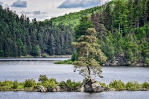 «Европейским деревом года» стала 350-летняя сосна из Чехии