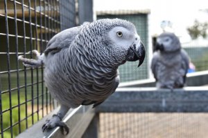 В британском парке переселили попугаев за сквернословие